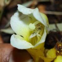 Christisonia thwaitesii Trimen